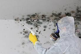 Best Basement Mold Removal  in Pryor Creek, OK